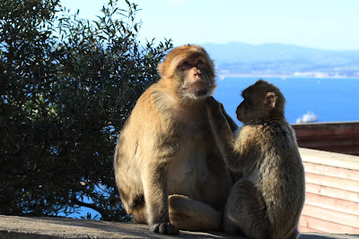 Gibraltar’s Barbary Macaques