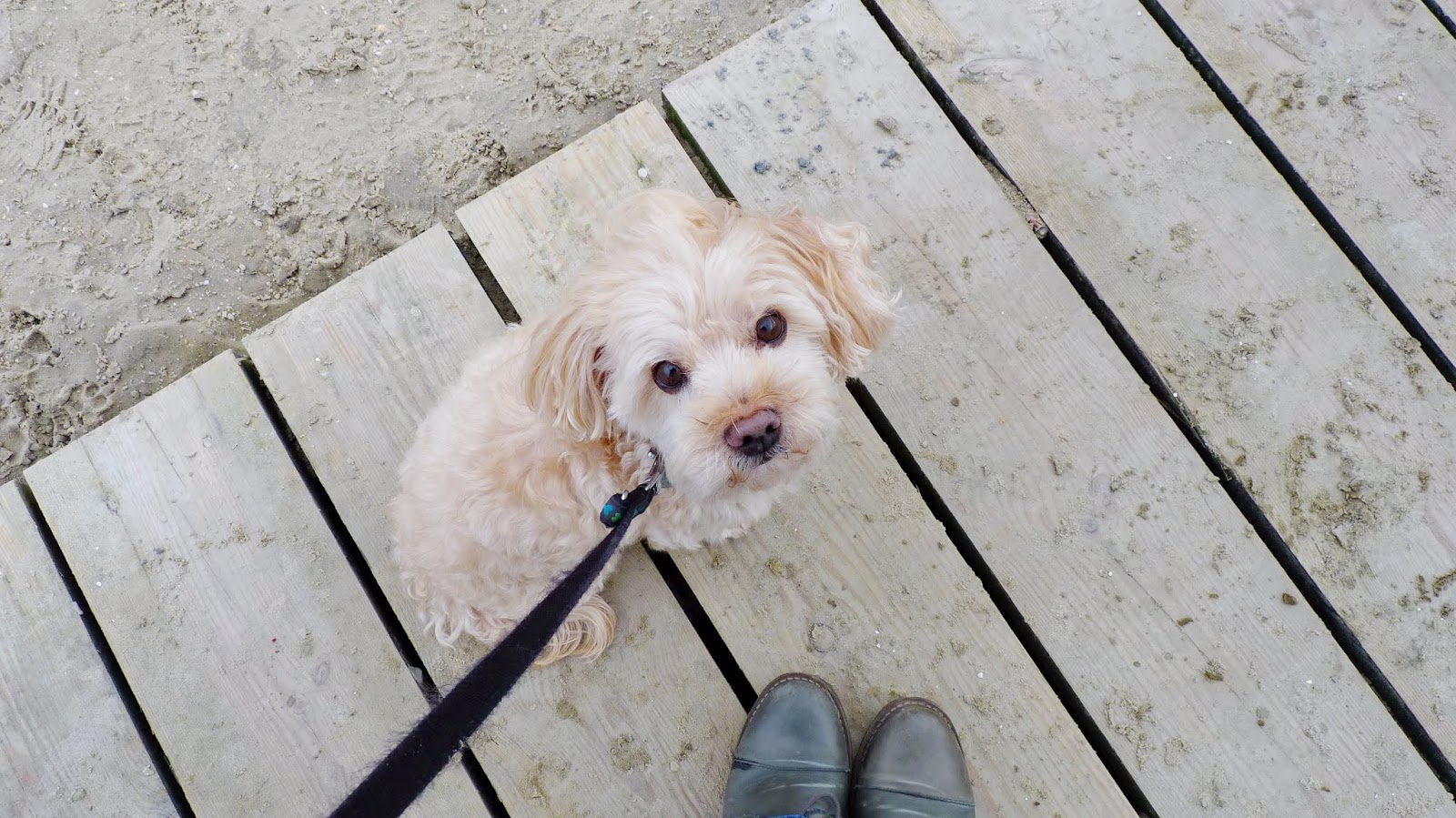 Friesentorte Im Dorf Cafe In St Peter Ording Grossartig
