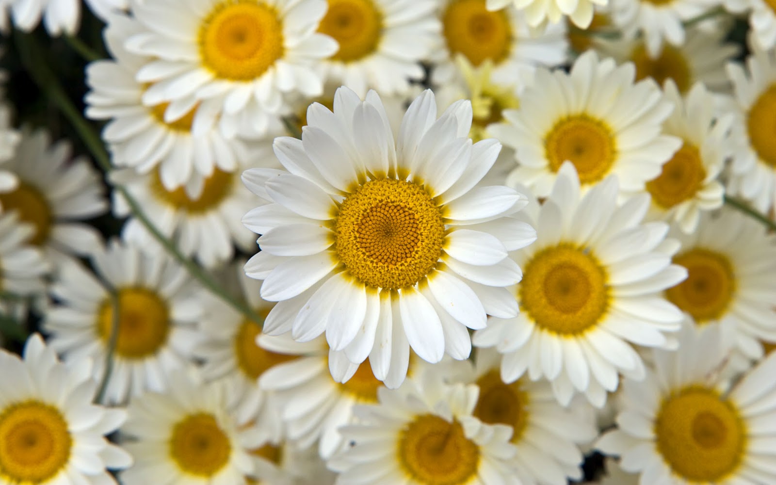 Yellow Wallpaper: White Flowers
