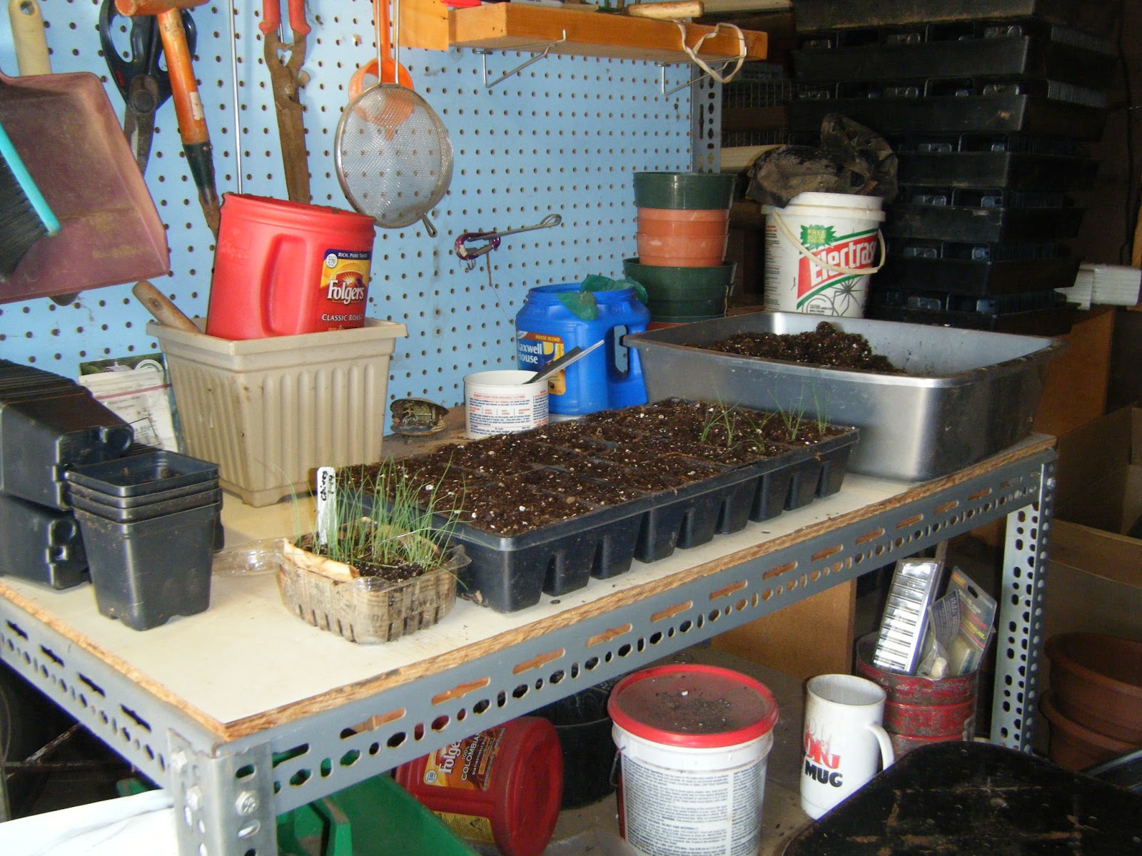 Windy Acres Diary Potting Up Chives