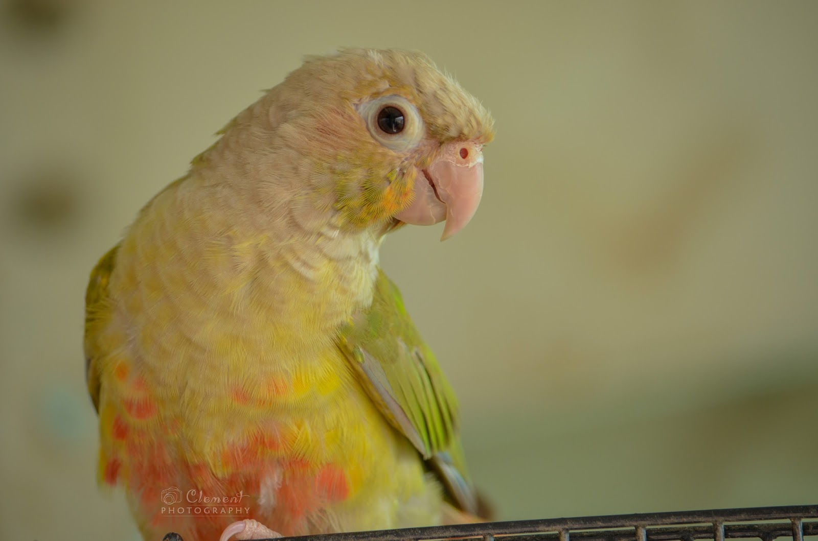 Clement Clicks Pineapple conure bird