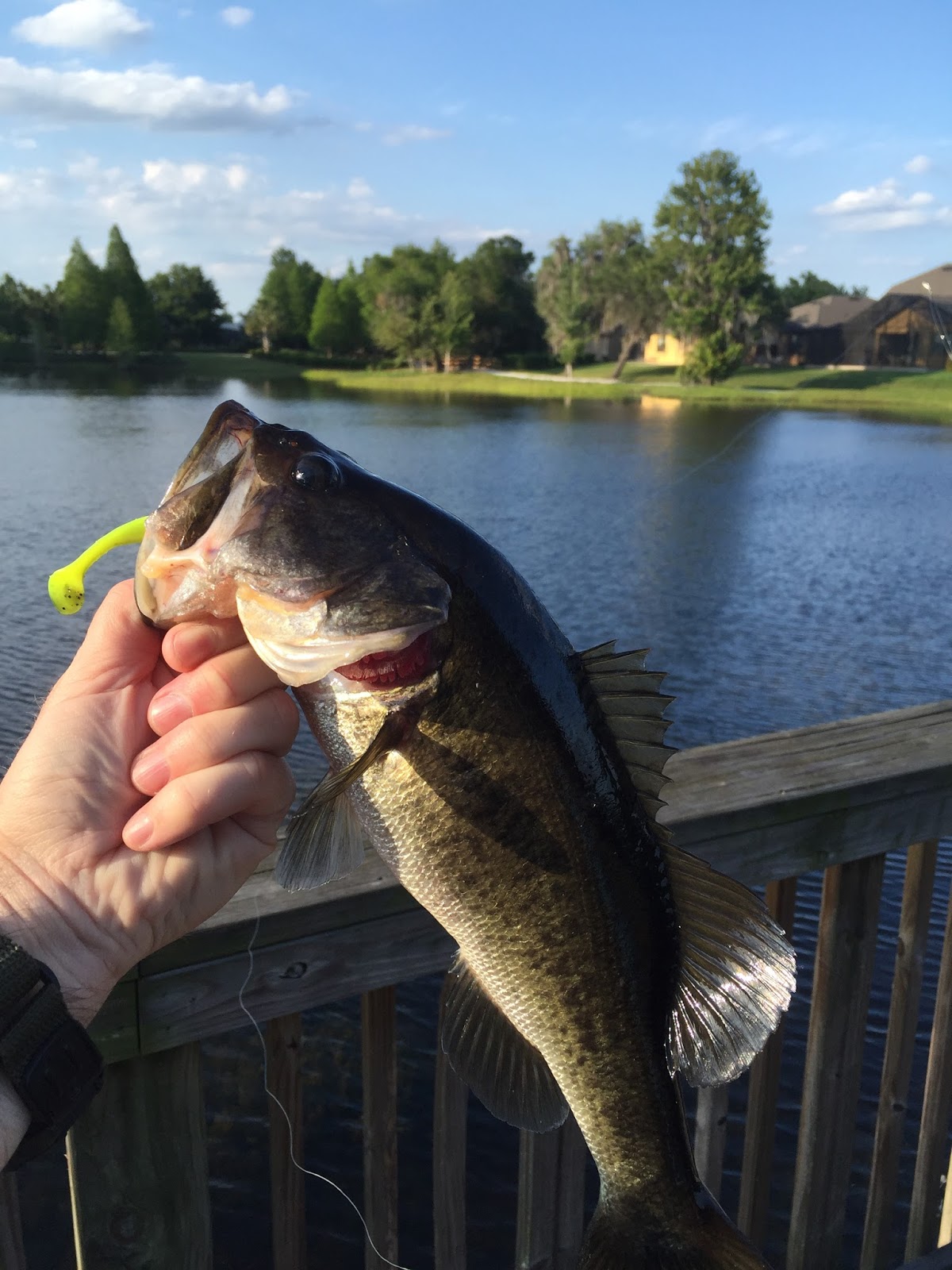mrvaguefishmusic Davenport, Florida Largemouth Bass