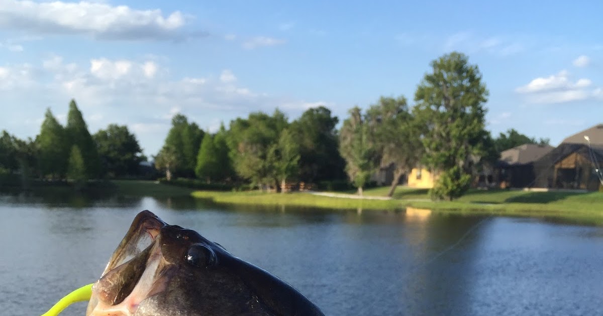 mrvaguefishmusic: Davenport, Florida Largemouth Bass