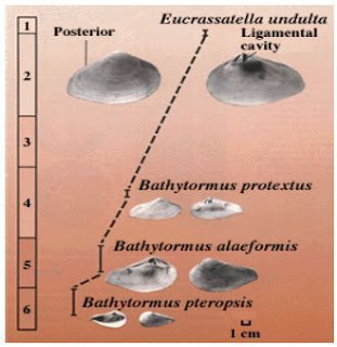 Perkembangan fosil yang memerlihatkan hubungan fosil asal dengan fosil turunannya (ancestor-descendant) pada tingkat spesies. Fosil fosil tersebut diambil dari laut Atlantik yang memperlihatkan bagaimana cara satu spesies berubah sepanjang waktu yang dilaluinya.