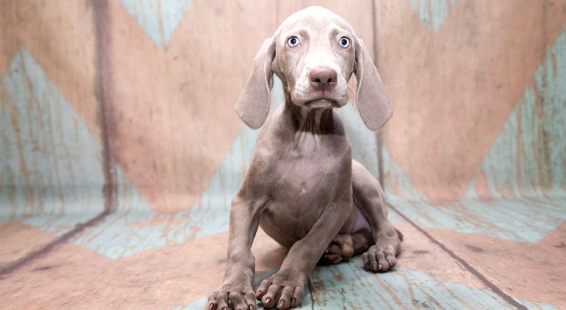 Weimaraner Names Amazing Ideas For Naming Your Silver Pup Weimaraner Names Amazing Ideas For Naming Your Silver Pup