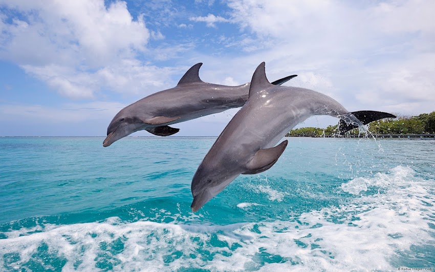 Common Bottlenose Dolphins Jumping (Roatan, Honduras) Common Bottlenose Dolphins Jumping (Roatan, Honduras)