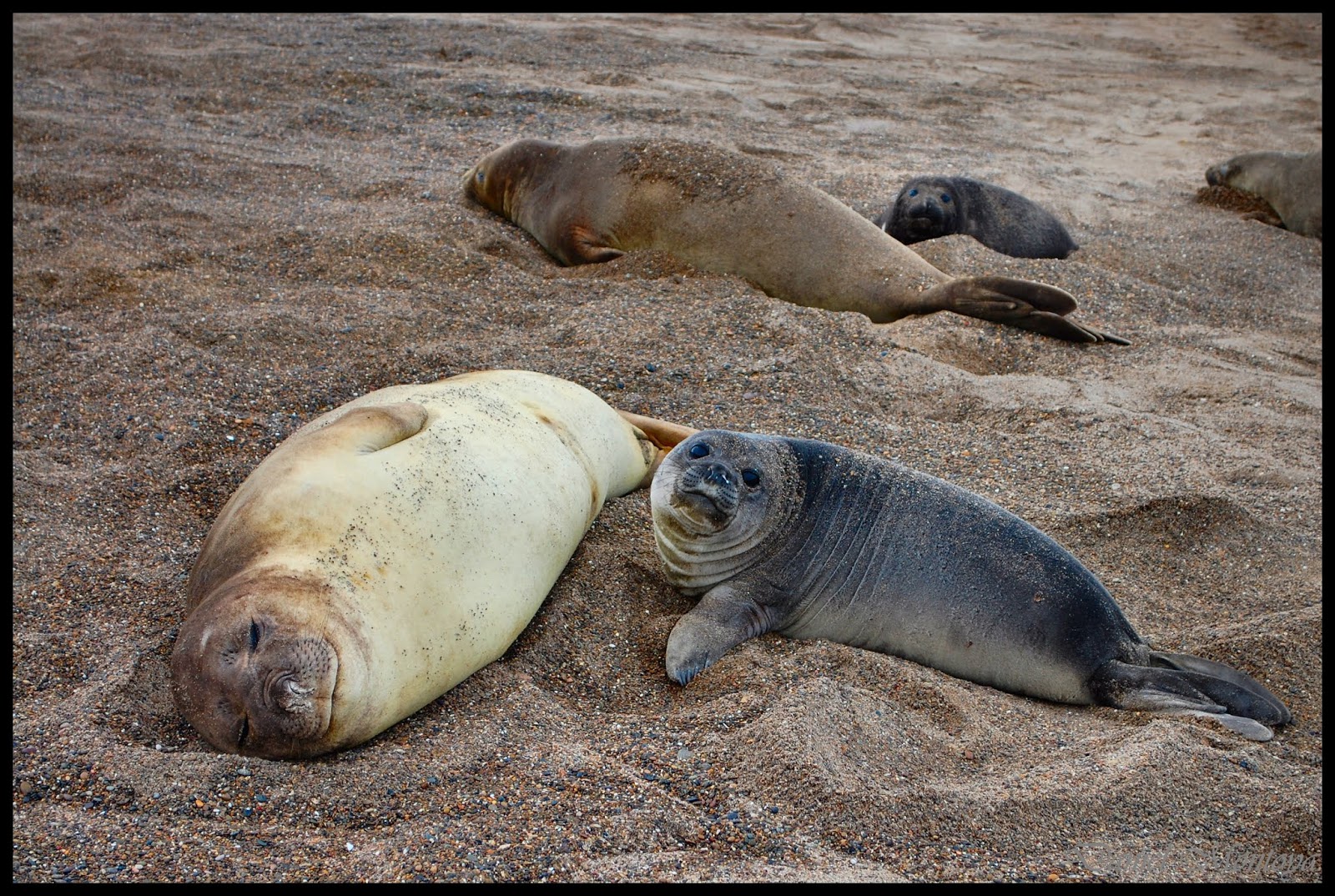 Esto Soy... Lago Epuyen Chubut (Fotos)