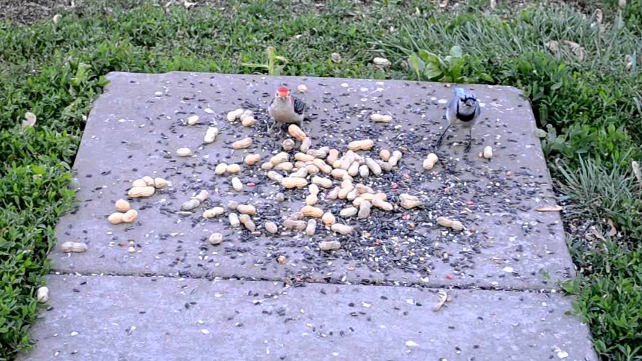 Bird In Everything Feeding Birds Peanuts