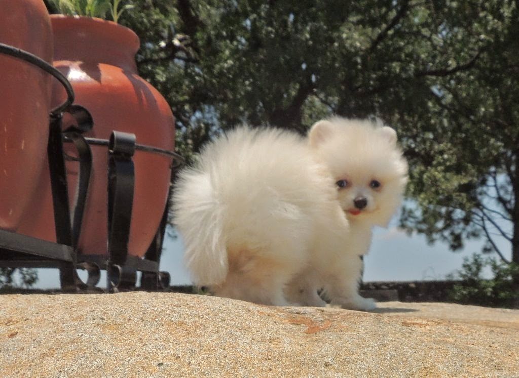 POMERANIAN'S HOME Hans Ya Esta disponible Pomerania Color crema