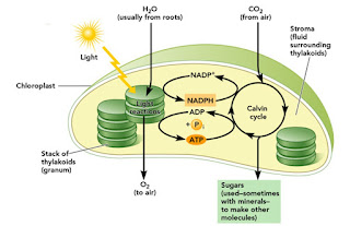 proses fotosintesis yang terjadi di dalam kloroplas tanaman