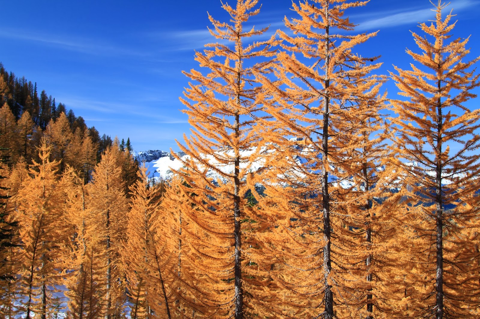 TravelMarx Binomen Art Larix (Larch)