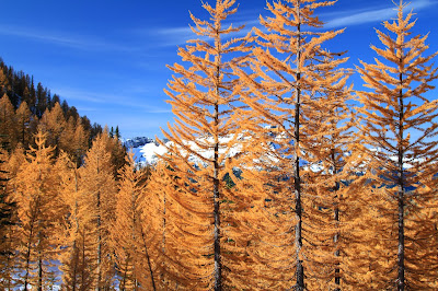 Larch Trees in Carne Basin