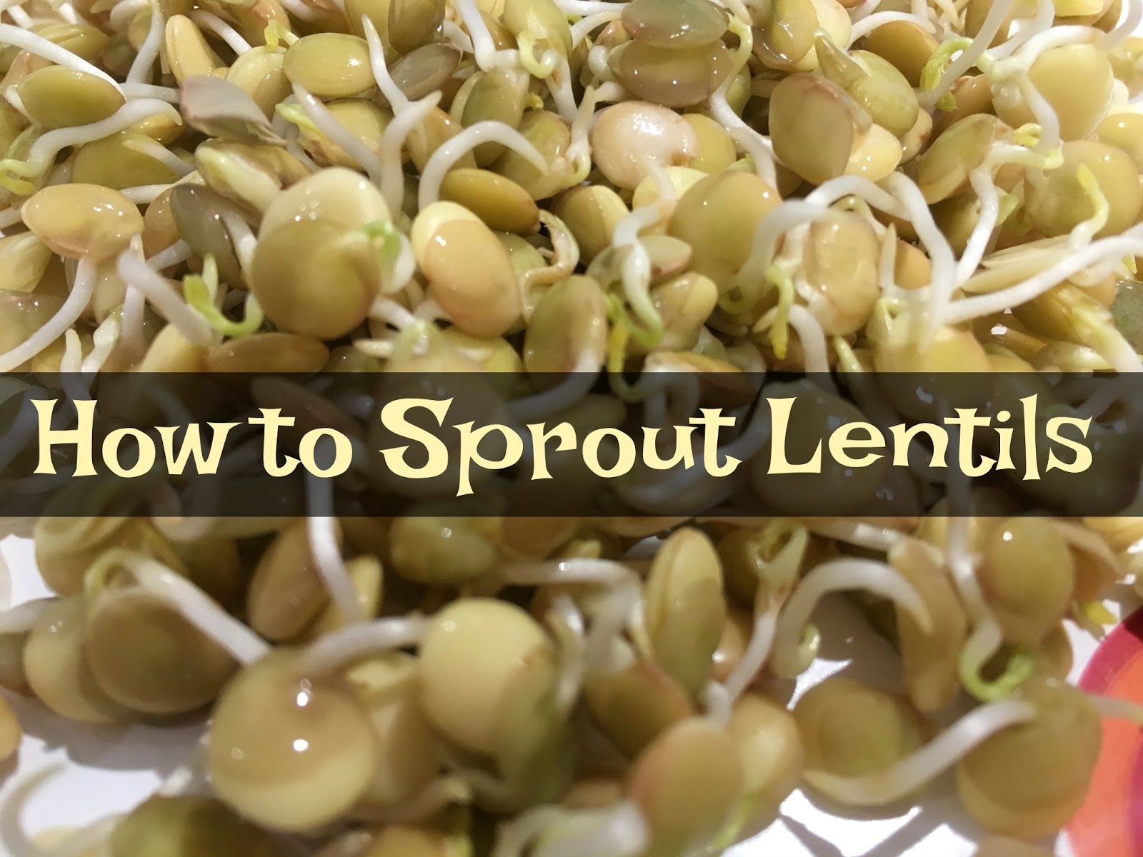 Gluten Free AZ How to Sprout Lentils