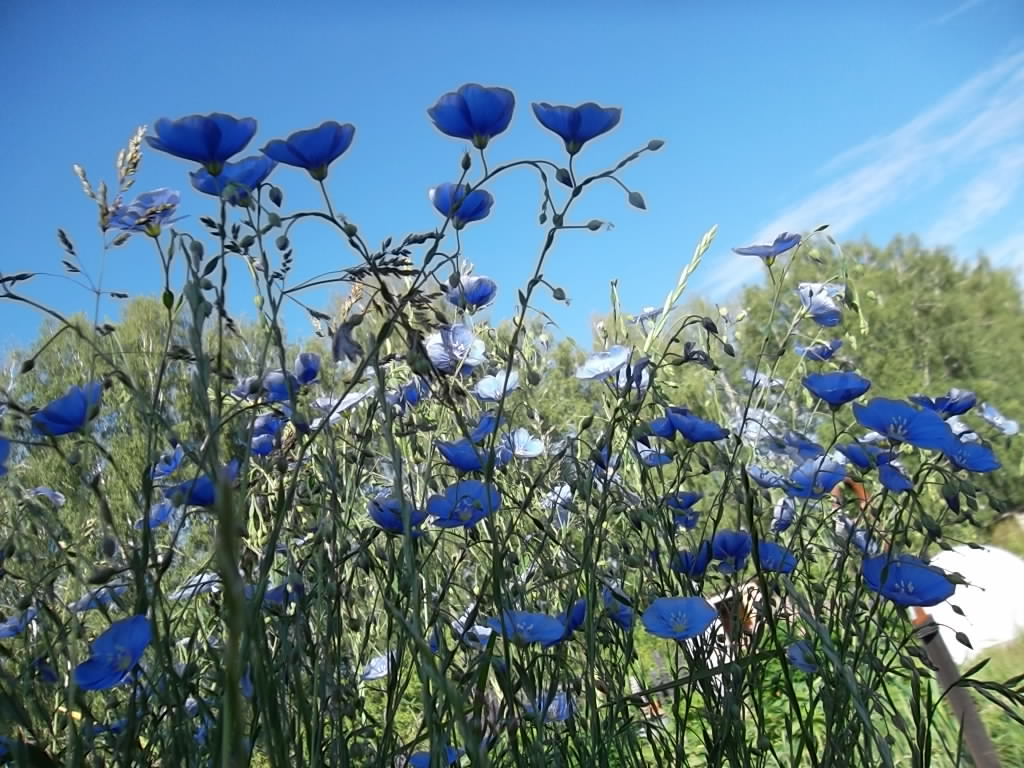 Из земли вырастаю весь мир одеваю Из земли вырастаю весь мир одеваю