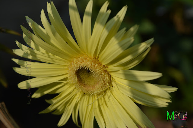 Metro Greens: Yellow Gerbera Metro Greens: Yellow Gerbera