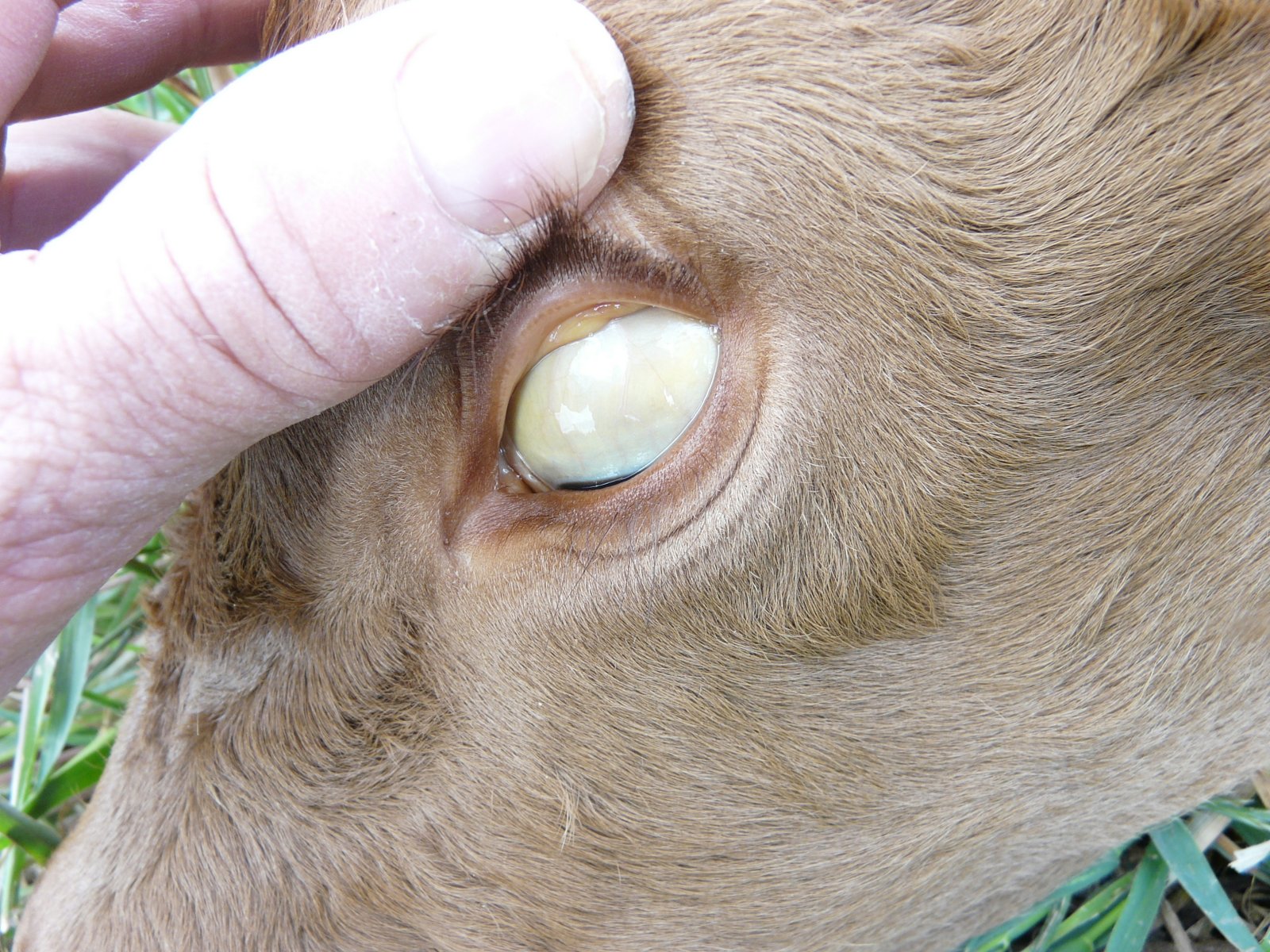 BLOG DE VICENTE PEÑA Leptospirosis Bovinaa propósito de un caso en