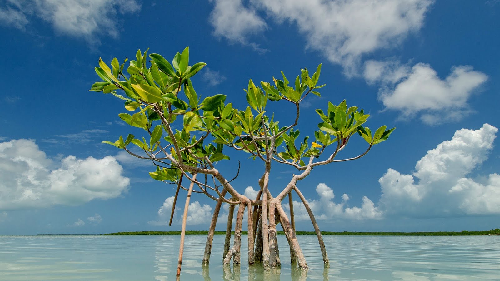 Marine Biome - Plants of The Mangroves