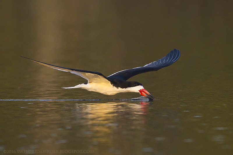 Little Estero Lagoon Spring Nesting Focusing on Wildlife