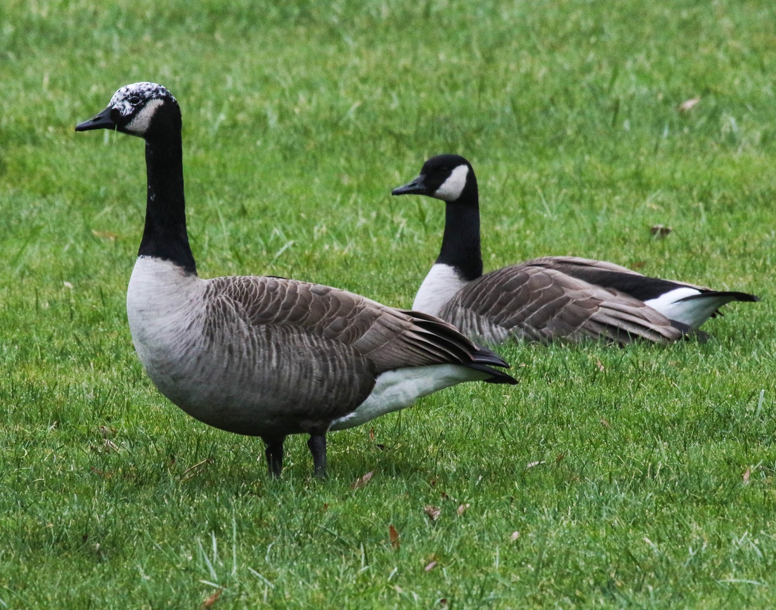 canada goose dhgate blogo canada goose dhgate blogo