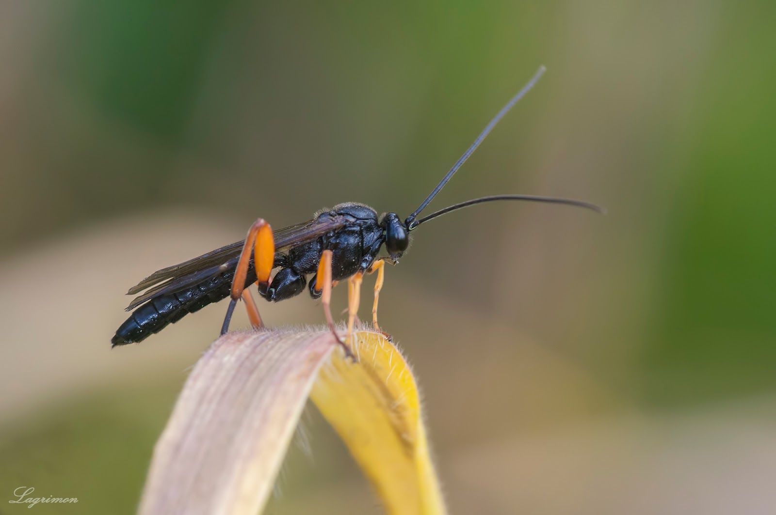 MACREANDO: septiembre 2015