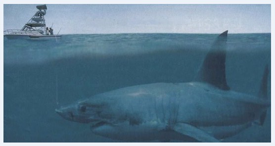  Ini merupakan salah satu ikan hiu terbesar di antara jenis Hiu Megalodon hiu raksasa 