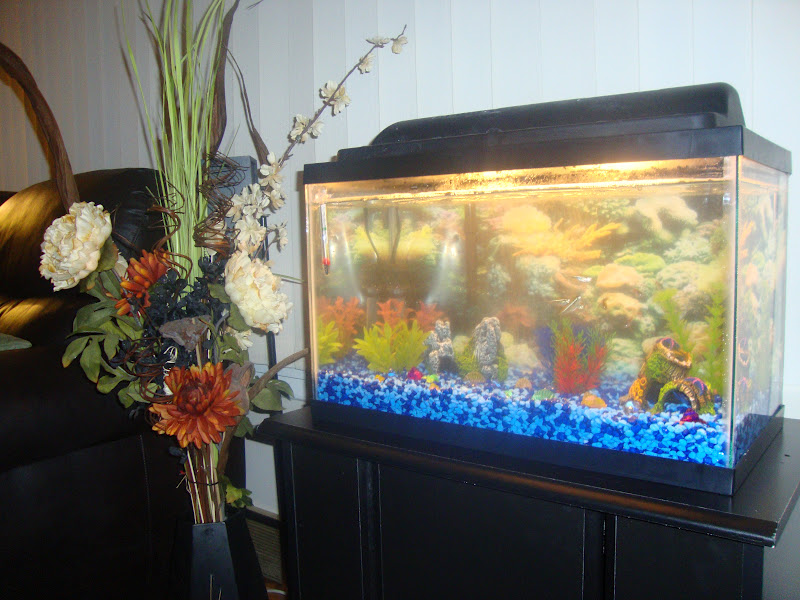 Nursing My Home Aquarium Makeover