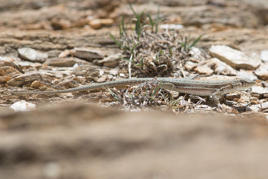 Small-spotted lizard