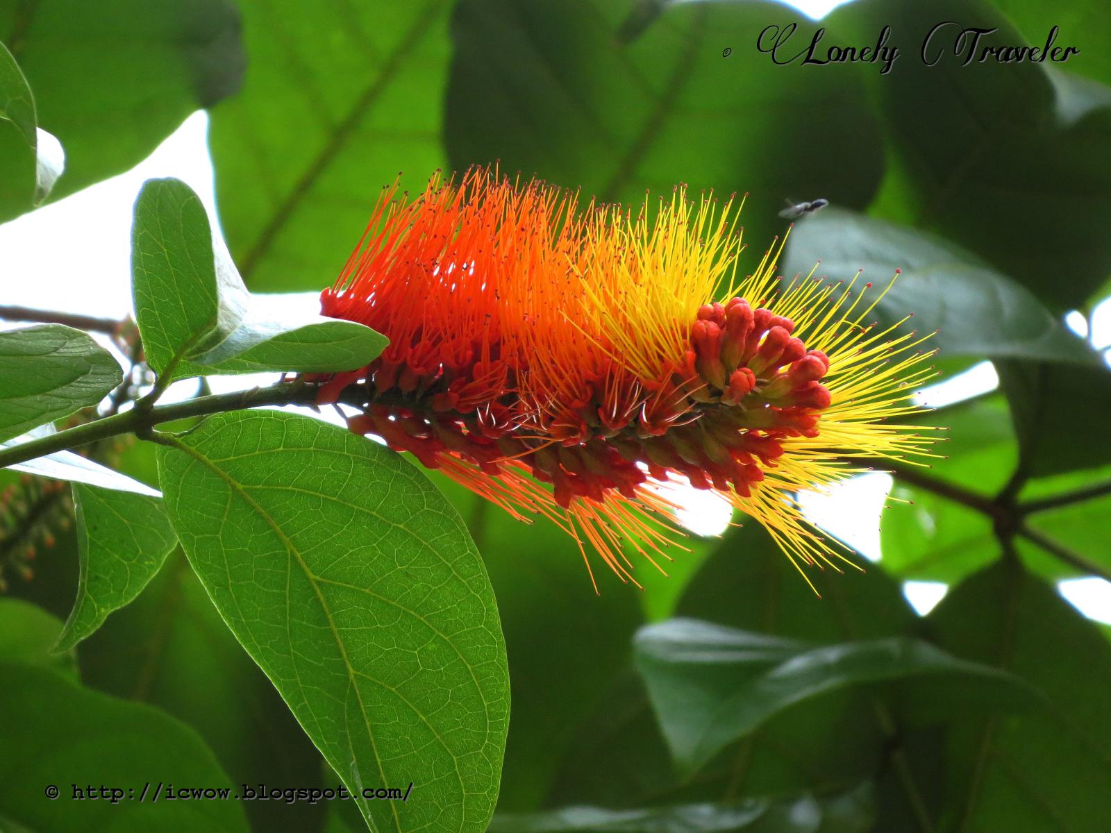 Monkey brush vine Combretum rotundifolium