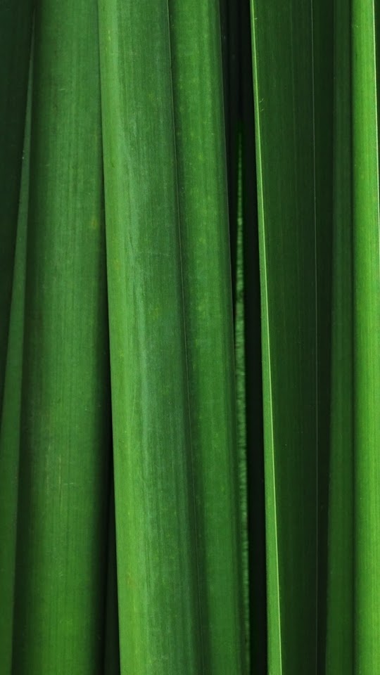 Vertical Green Leafs  Android Best Wallpaper
