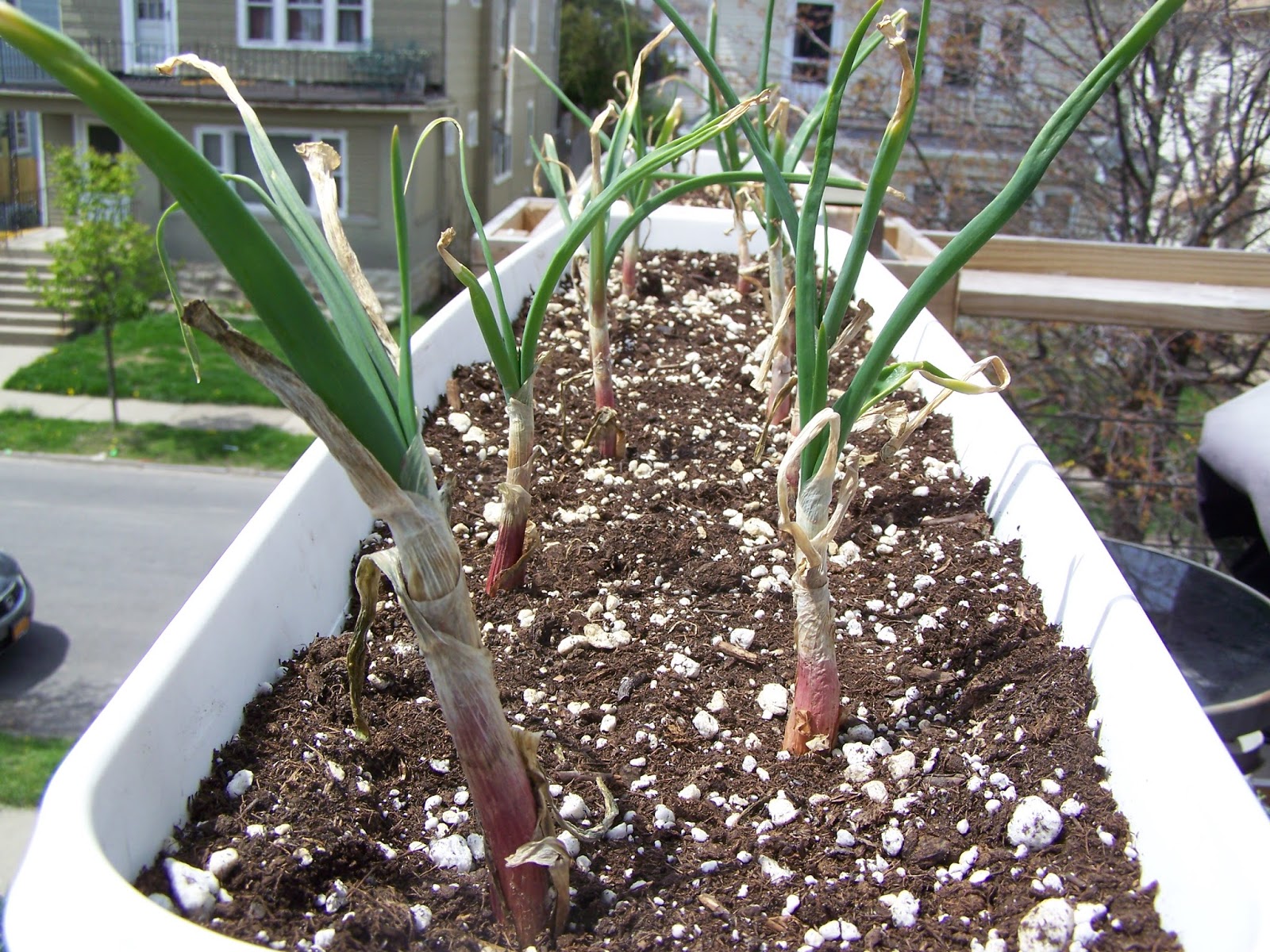 Captive Roots Planting Onions in Containers