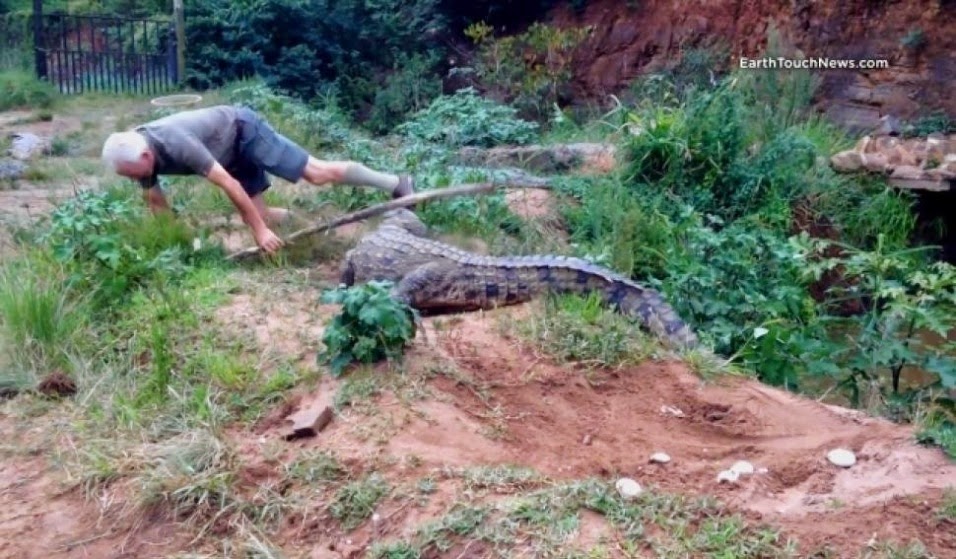 Homem de 73 anos é atacado por crocodilo furioso