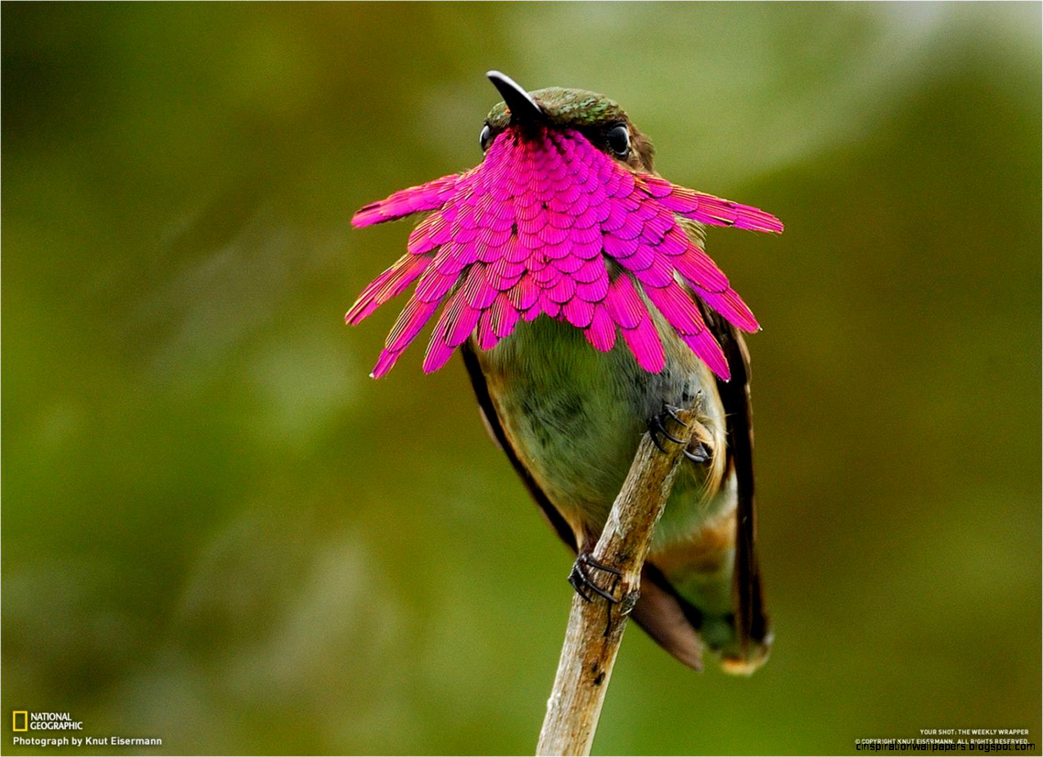 Wine Throated Hummingbird