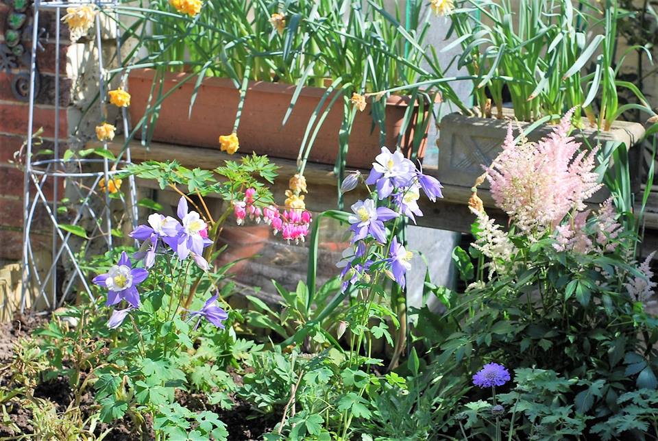 Rachel Patterson Witch and Author Plant spirits, energies and guides