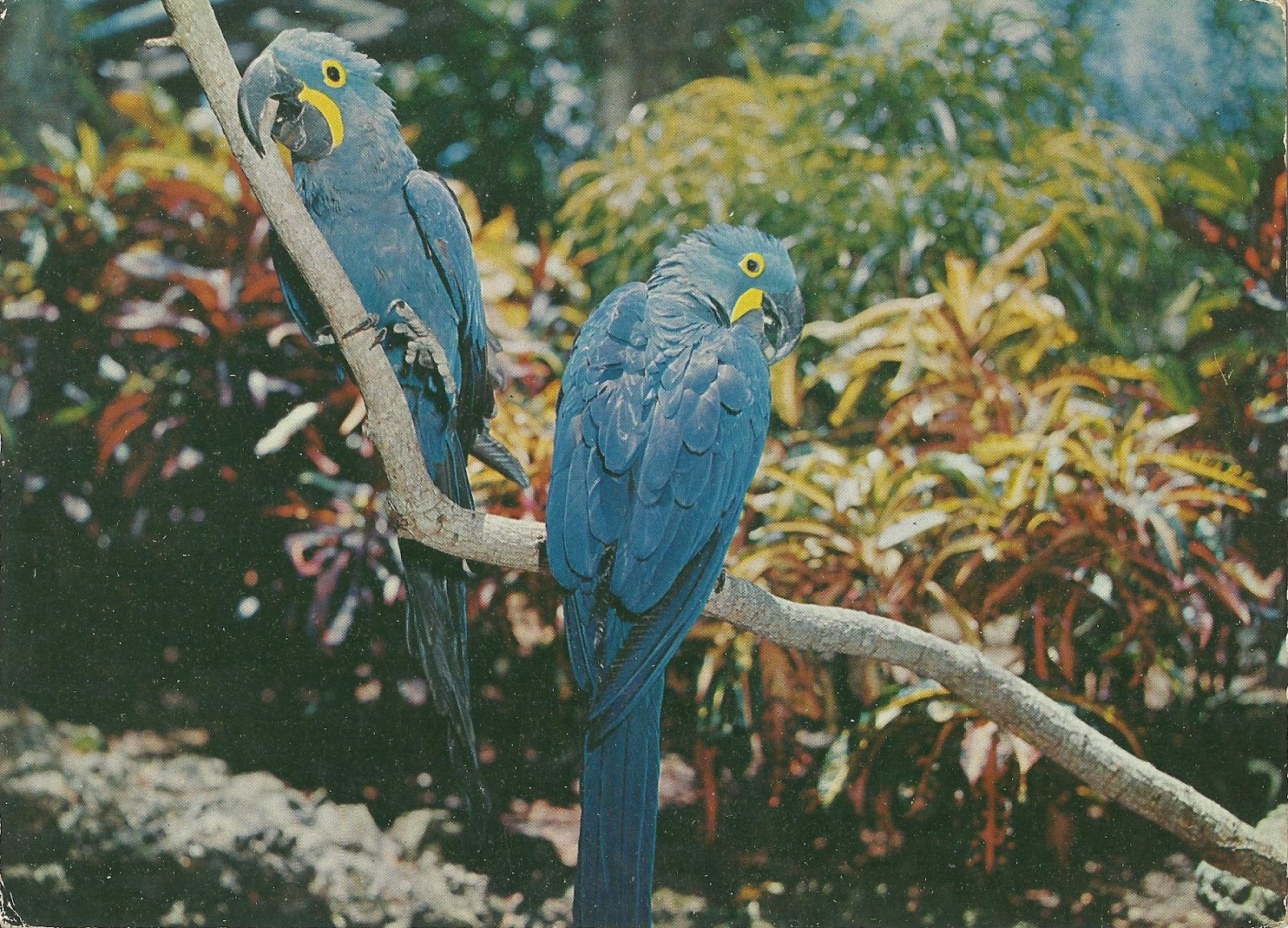 Download this Hyacinth Parrots The Parrot Jungle Miami Florida picture