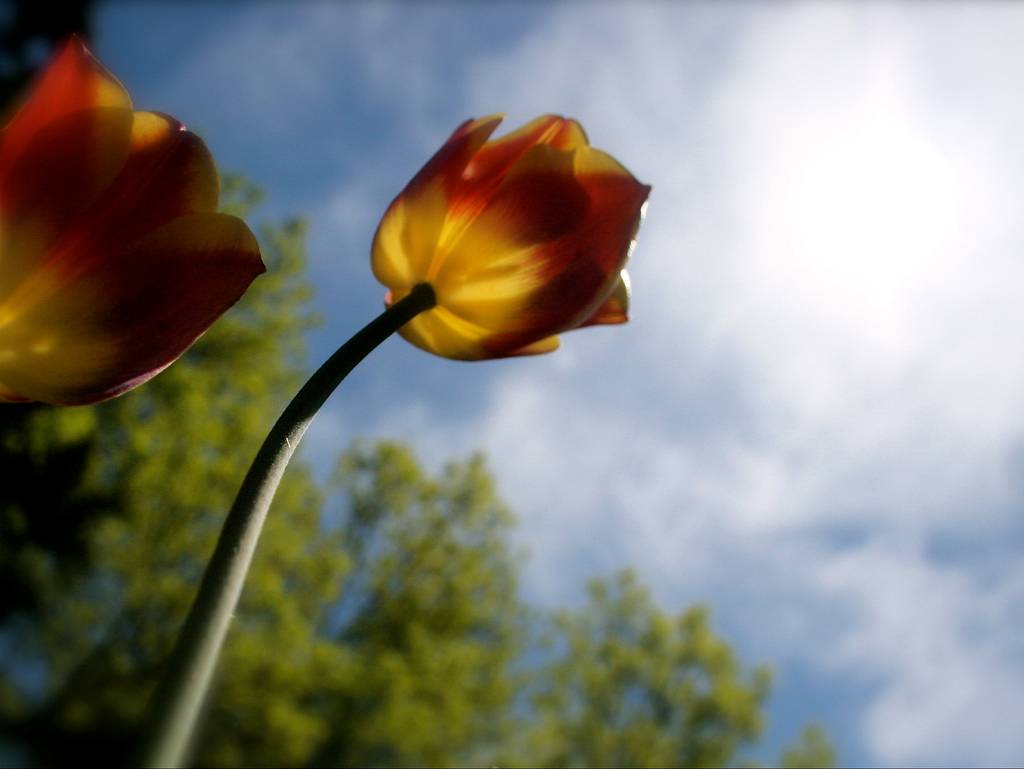 single beautiful tulip