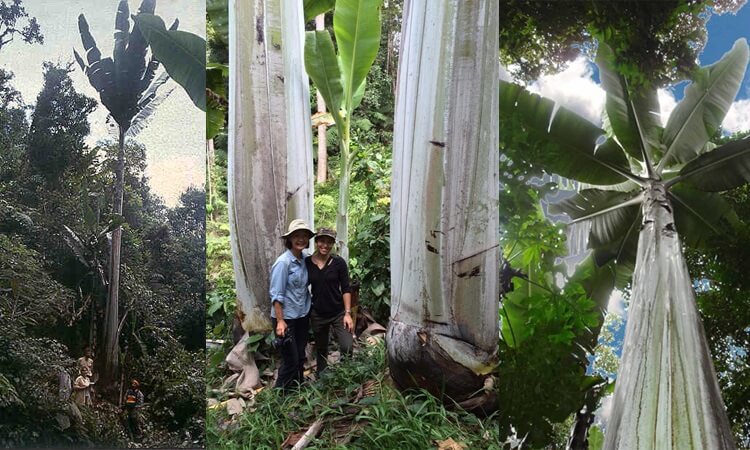 Musa Ingens - The Tallest Banana Plant in the World
