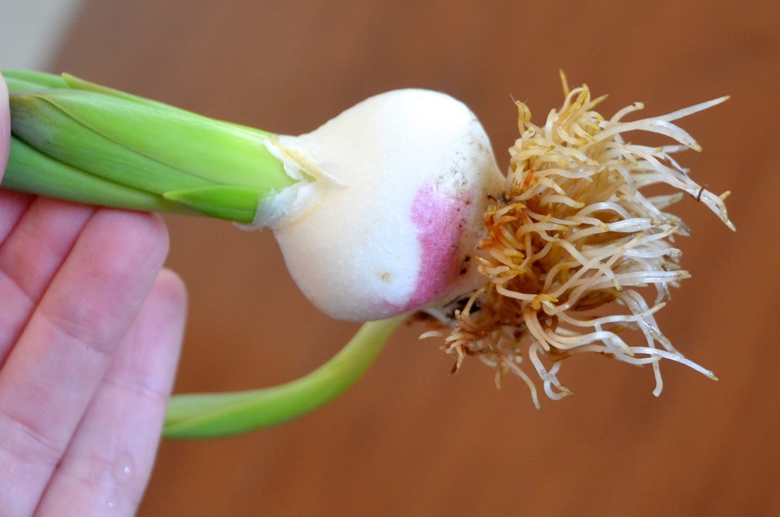 Backyard Farming Growing bulbs indoors