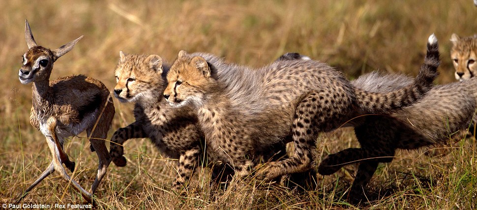 The animal zone: Hunting school on the plains of Africa: Stunning