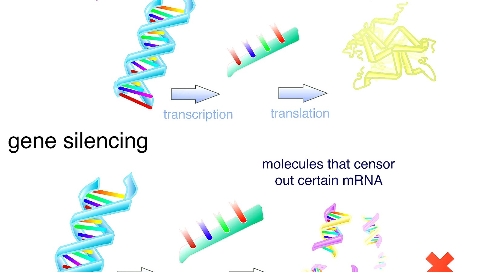 How Are Genes Used By Cells To Build Proteins Protein Choices