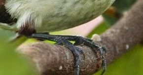 Keren Abis 54 Kaki Burung Kutilang