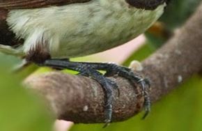 Keren Abis 54 Kaki Burung Kutilang