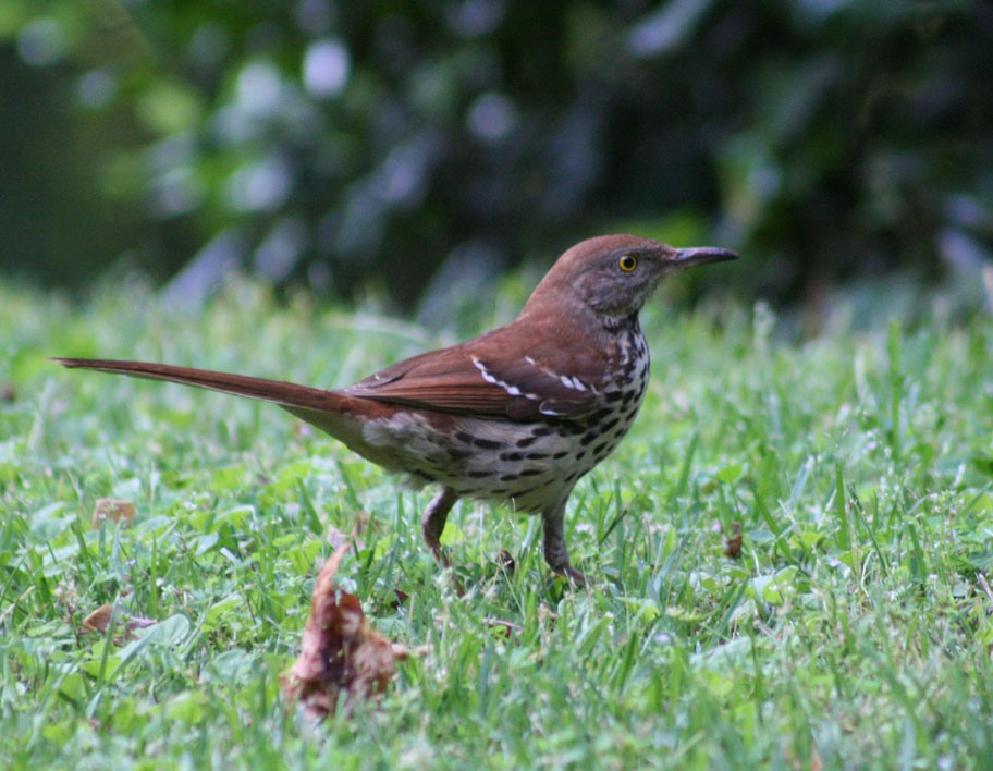 Vickie Henderson Art: Brown Thrashers Nesting!