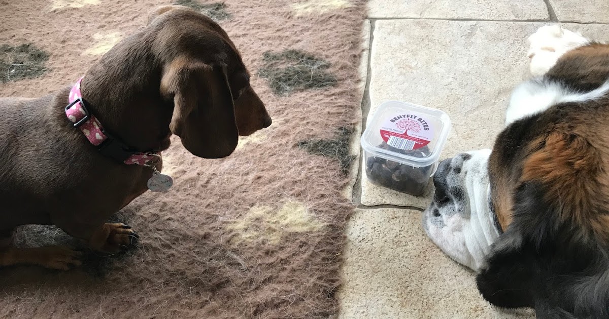 Lily; One Dachshund's Experience of IVDD The Designer Dachshund