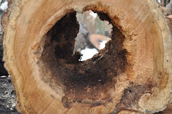 Hole in a Log