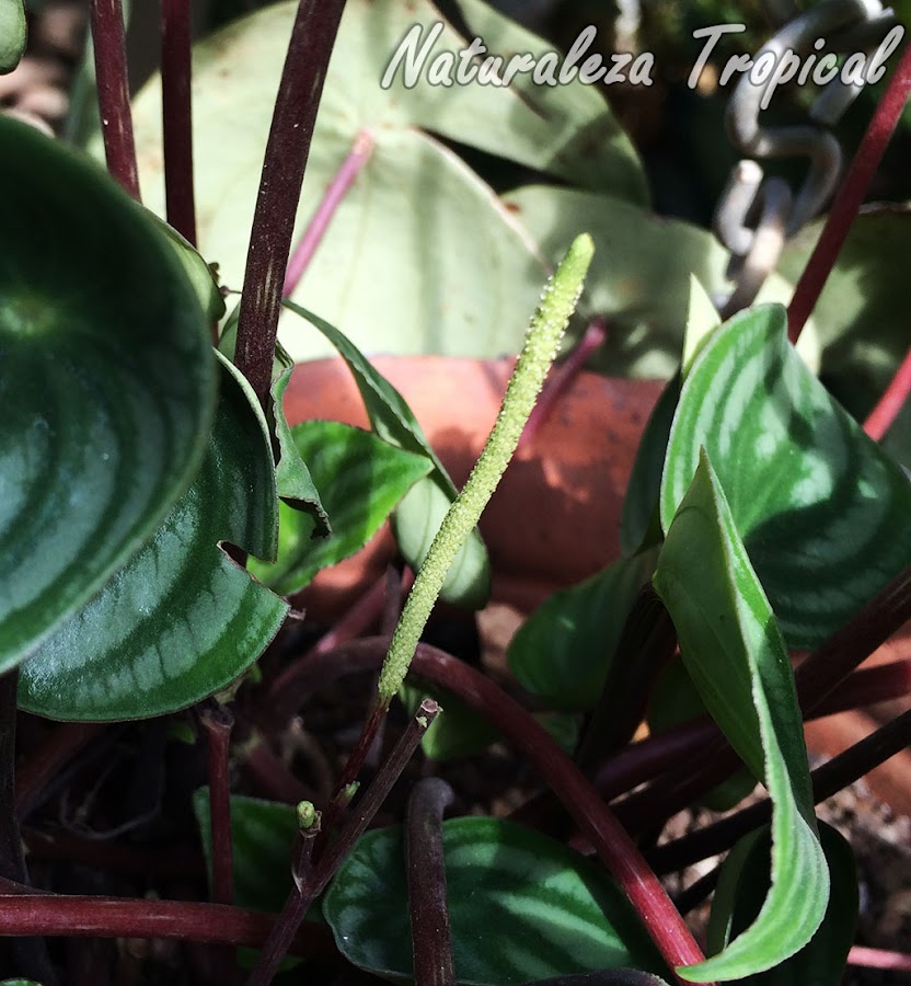 Inflorescencia en formación del Meloncito de Jardín, Peperomia argyreia o Peperomia sandersii