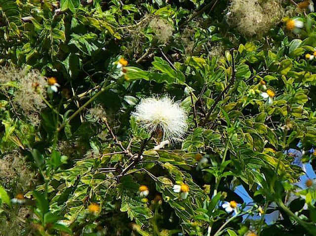 White Powderpuff, flower