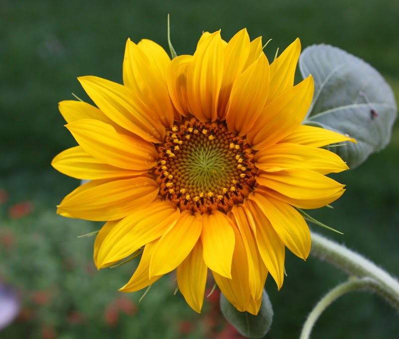 Inspirasi Baru Foto Bunga Matahari Tercantik