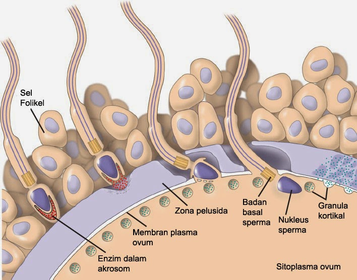  Fertilisasi  pada  Manusia Info Pendidikan dan Biologi