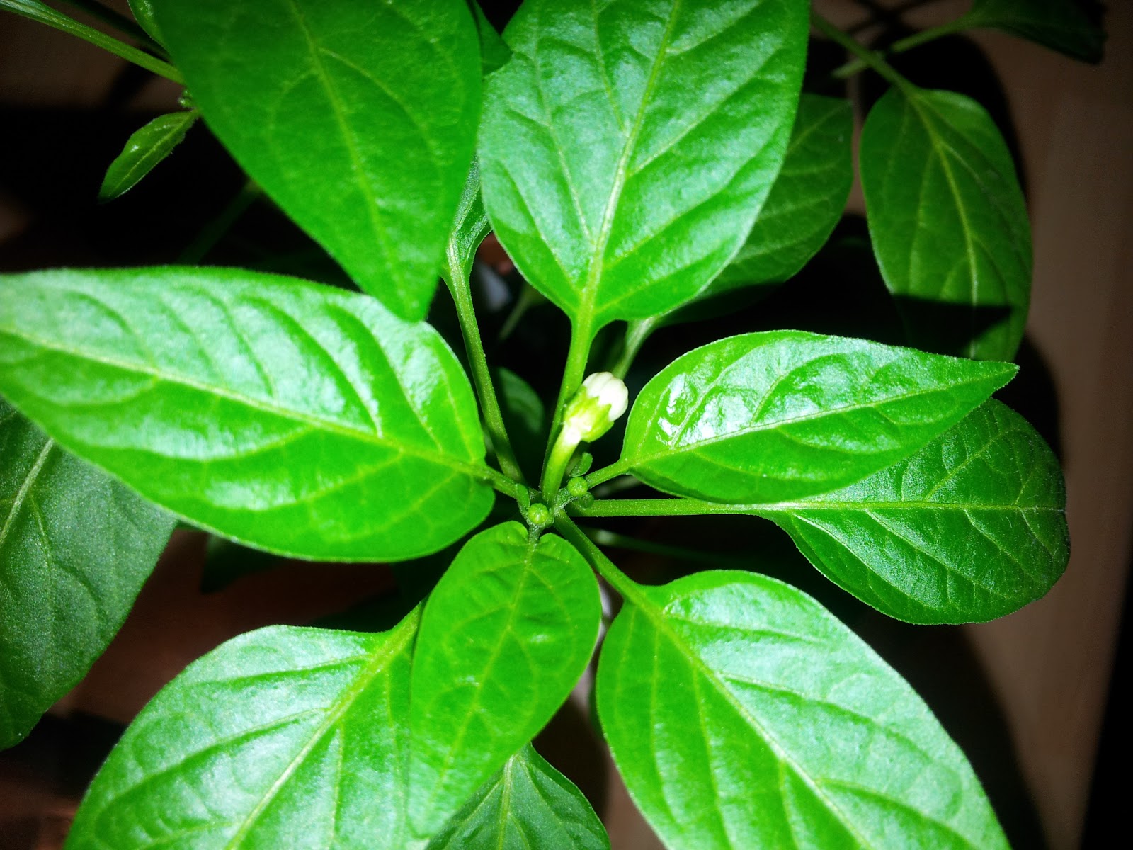 Chilli growing in Cookham Early flowering chilli plants