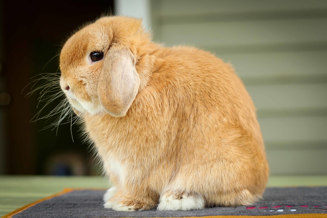 Holland Lop Color Breeding Chart